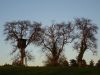 DSC01522.jpg